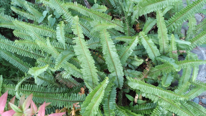 タマシダ 東京都大田区平和島公園