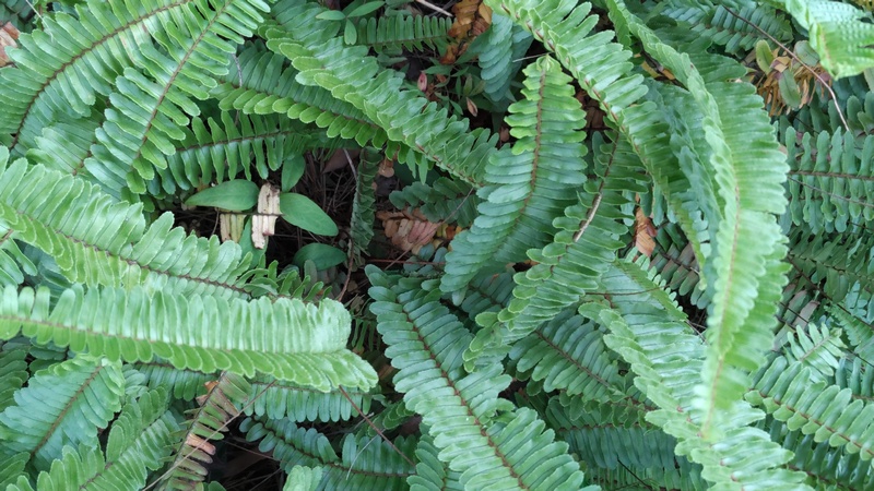 タマシダ 東京都大田区平和島公園