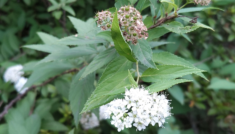 シモツケ 東京都大田区平和島公園