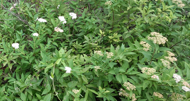 シモツケ 東京都大田区平和島公園