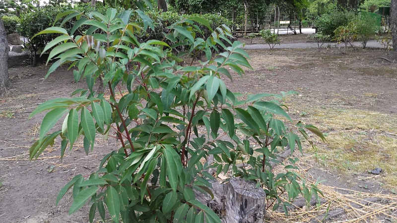 ハゼノキ 東京都大田区平和島公園