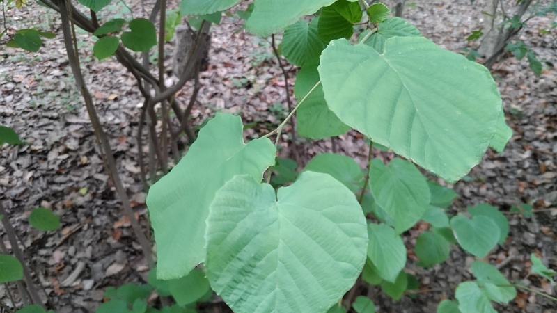 トサミズキ 東京都大田区平和の森公園