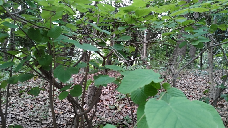 トサミズキ 東京都大田区平和の森公園