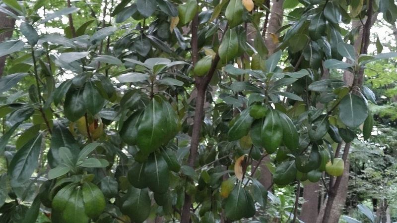 トベラ 東京都大田区平和の森公園