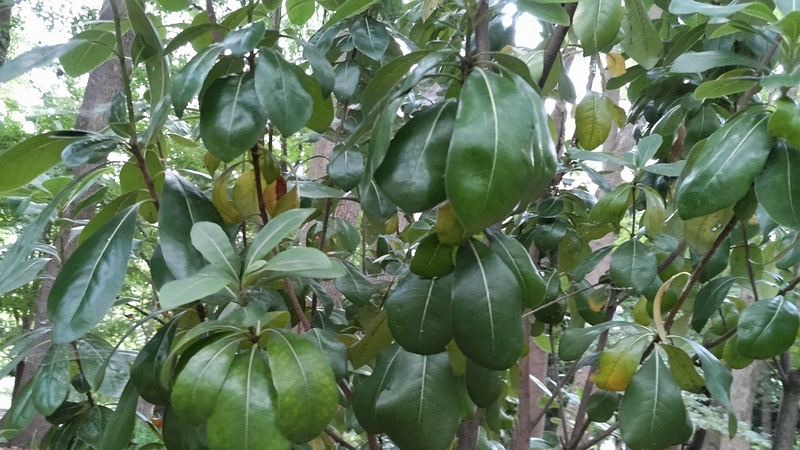 トベラ 東京都大田区平和の森公園