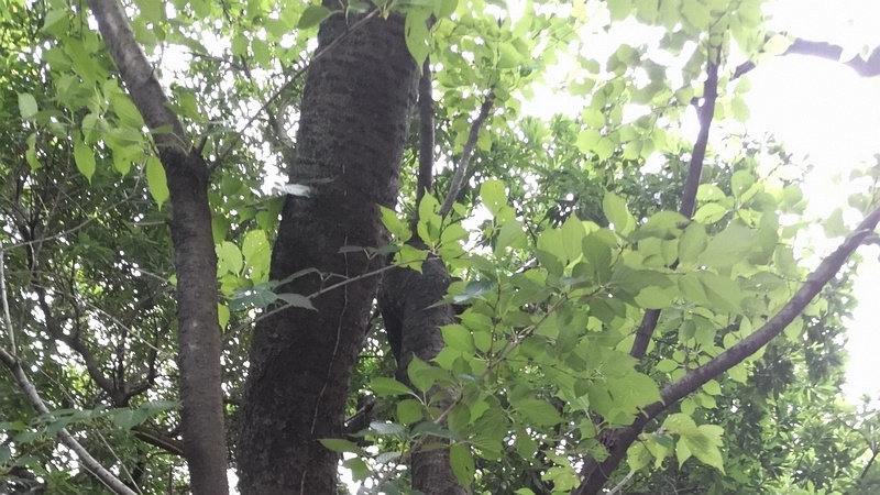 ソメイヨシノ 東京都大田区平和の森公園