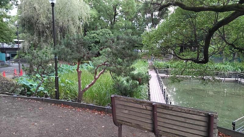 ベンチから眺める自然観察園 東京都大田区平和の森公園