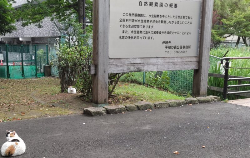野良猫 東京都大田区平和の森公園
