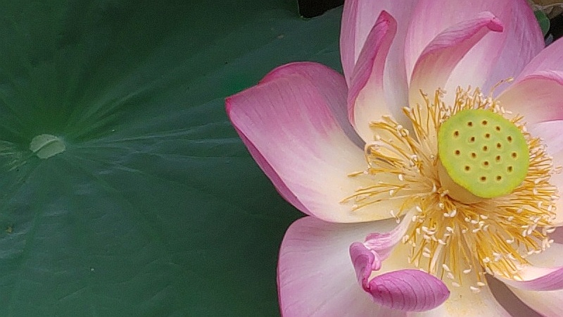 ハスの葉と花の空気穴 東京都大田区平和の森公園