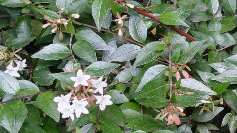 アベリア 東京都大田区平和島公園