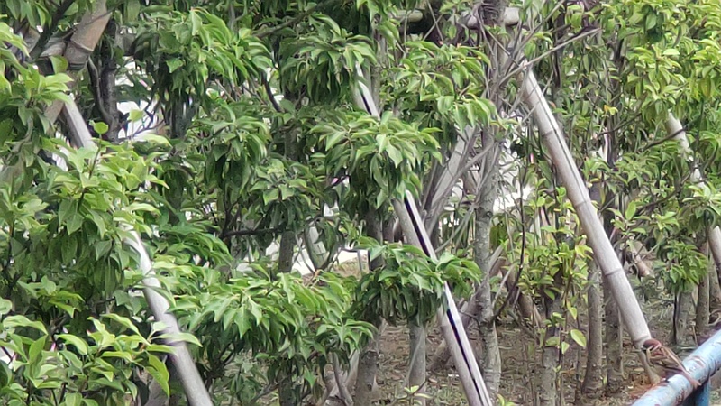 ソヨゴの果実とスズメ 東京都大田区平和島公園