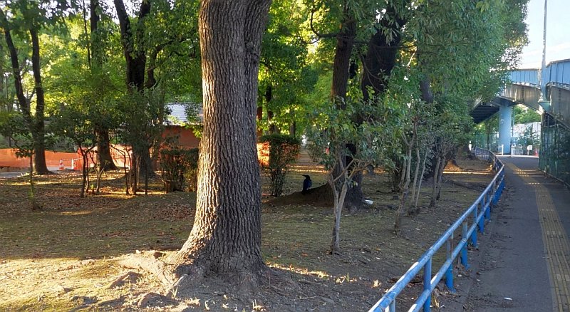 ねずみもち群 東京都大田区平和島公園