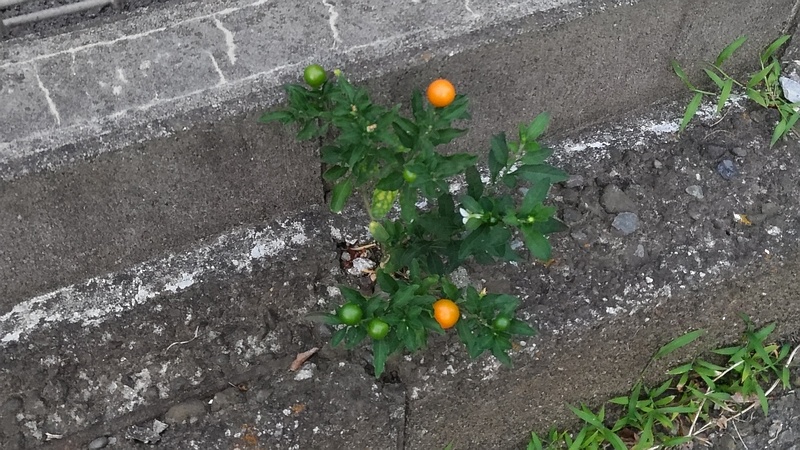 タマサンゴ 横浜市旭区中希望が丘