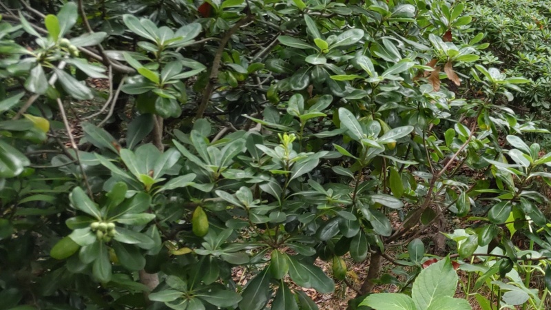 シャリンバイの果実 東京都大田区平和の森公園