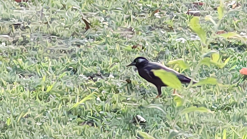 ムクドリ 東京都大田区平和島公園