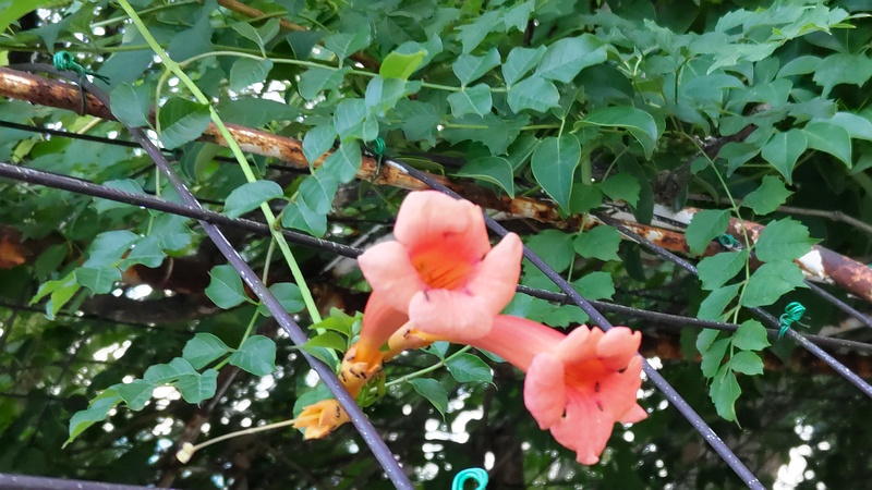 アメリカノウゼンカズラ 東京都大田区平和島公園