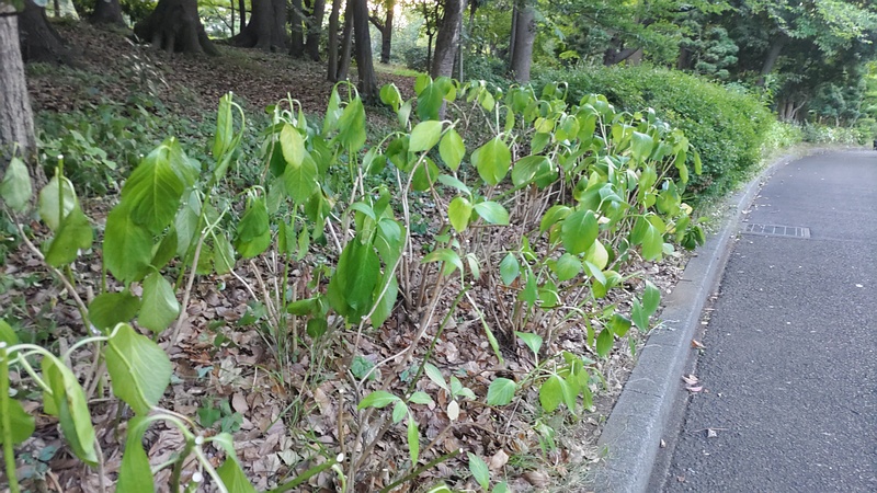 剪定後のアジサイ 東京都大田区平和の森公園