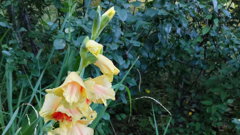 グラジオラス 東京都大田区平和の森公園