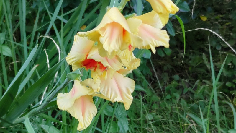 グラジオラス 東京都大田区平和の森公園