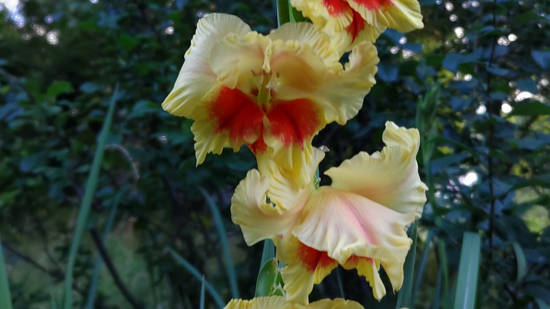 グラジオラス 東京都大田区平和の森公園