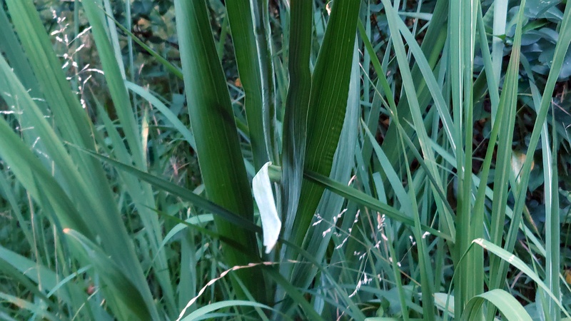 グラジオラス 東京都大田区平和の森公園