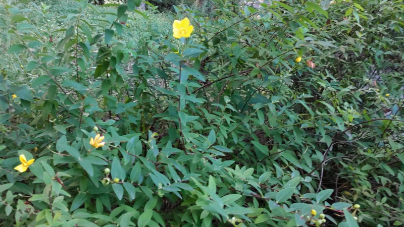マツヨイグサ 東京都大田区平和の森公園