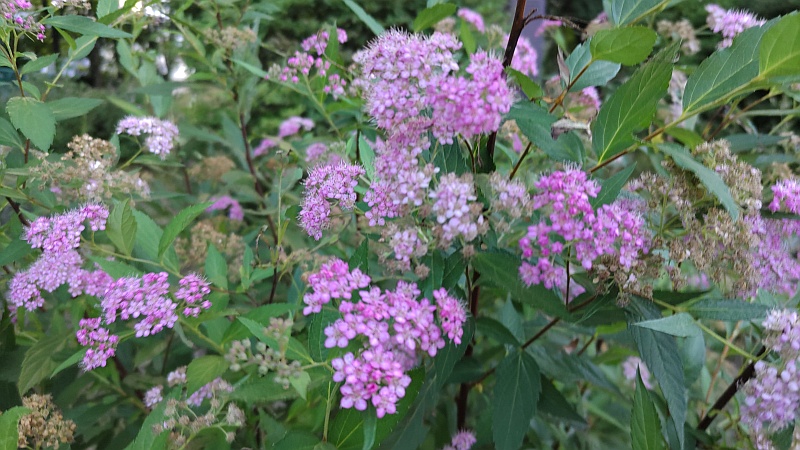 シモツケ 東京都大田区平和の森公園