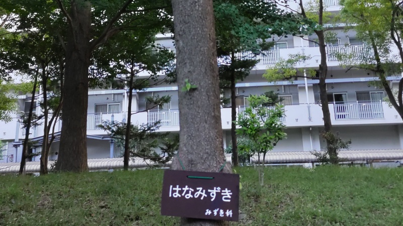 ハナミズキ 東京都大田区平和の森公園