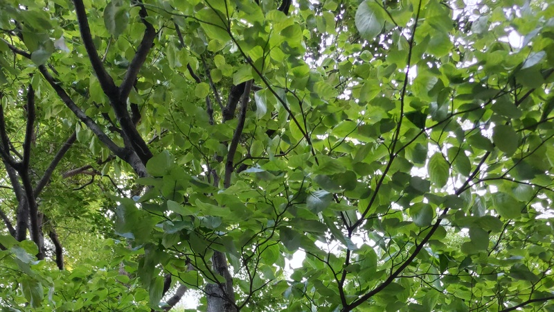 ハナミズキ 東京都大田区平和の森公園