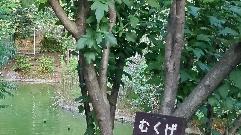 ムクゲの木 東京都大田区平和の森公園