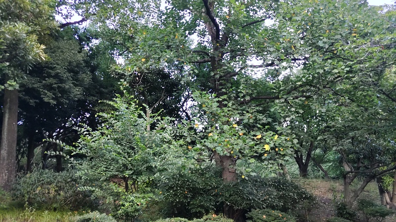ユリノキ 東京都大田区平和の森公園