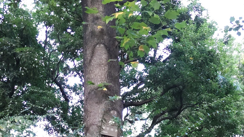 ユリノキ 東京都大田区平和の森公園