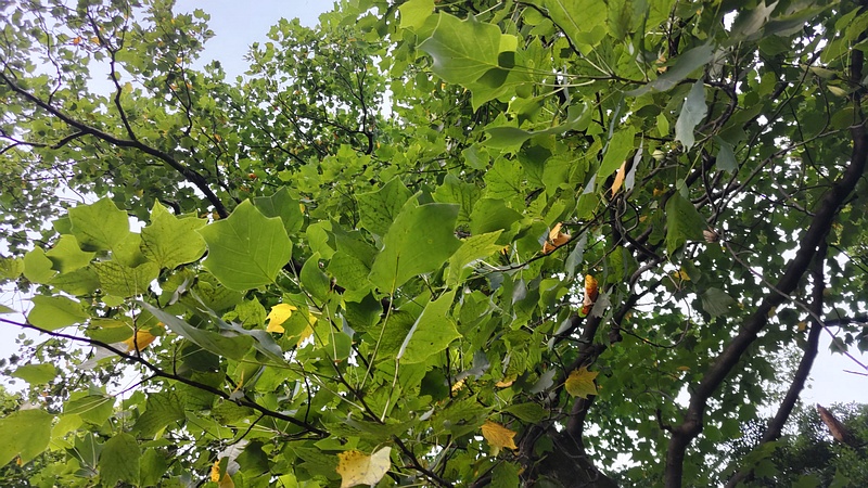 ユリノキ 東京都大田区平和の森公園