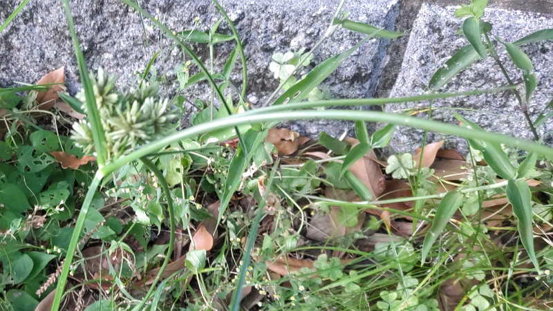 メリケンガヤツリ 東京都大田区平和の森公園