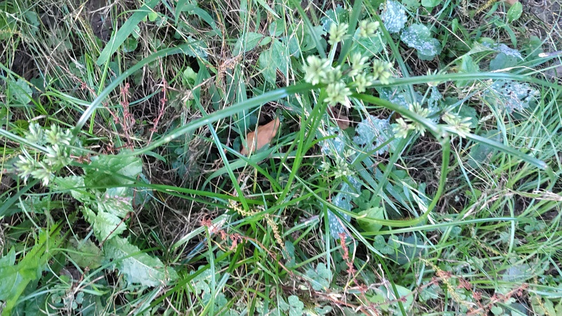 メリケンガヤツリ 東京都大田区平和の森公園