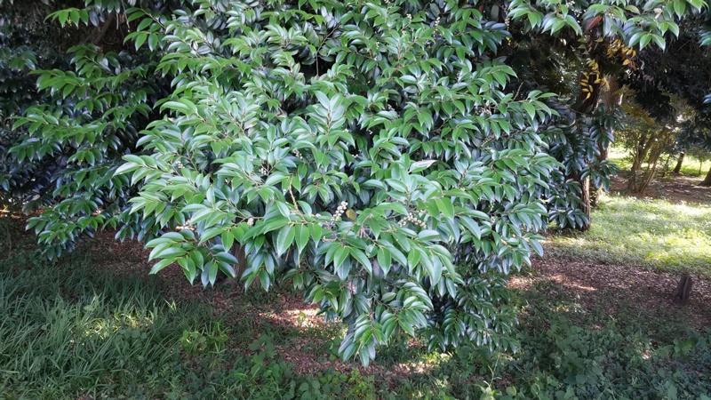 スダジイの雌花と果実 横浜市旭区希望が丘ふれあいの森公園