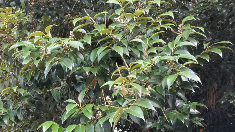 スダジイの果実 横浜市旭区希望が丘ふれあいの森公園