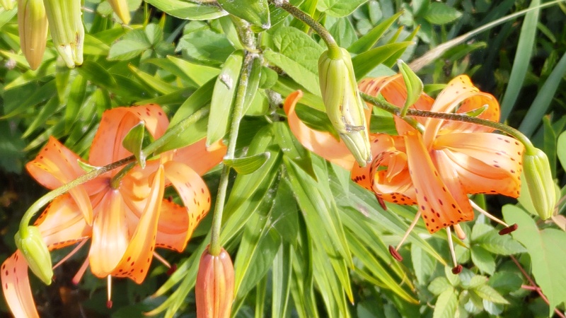 オニユリ 横浜市旭区希望が丘水の森公園