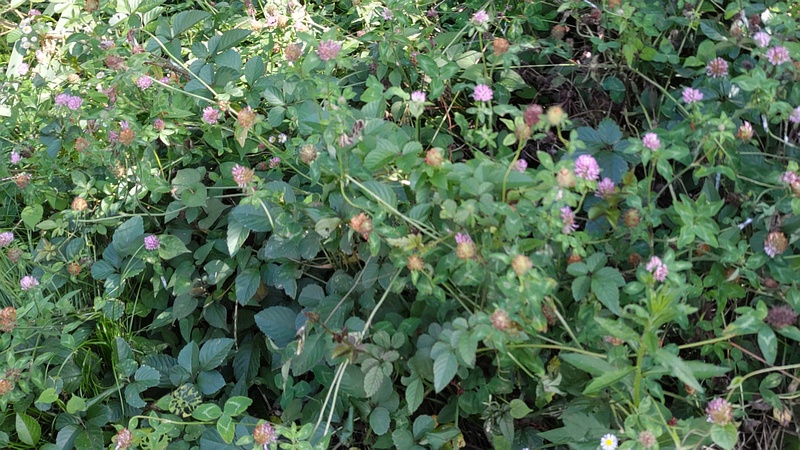 ムラサキツメクサ 横浜市旭区希望が丘水の森公園