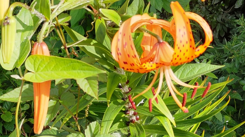 オニユリの花とムカゴ 横浜市旭区希望が丘水の森公園