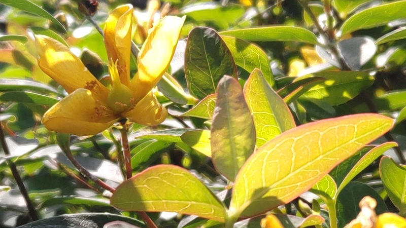 キンシバイの花 横浜市旭区希望が丘水の森公園