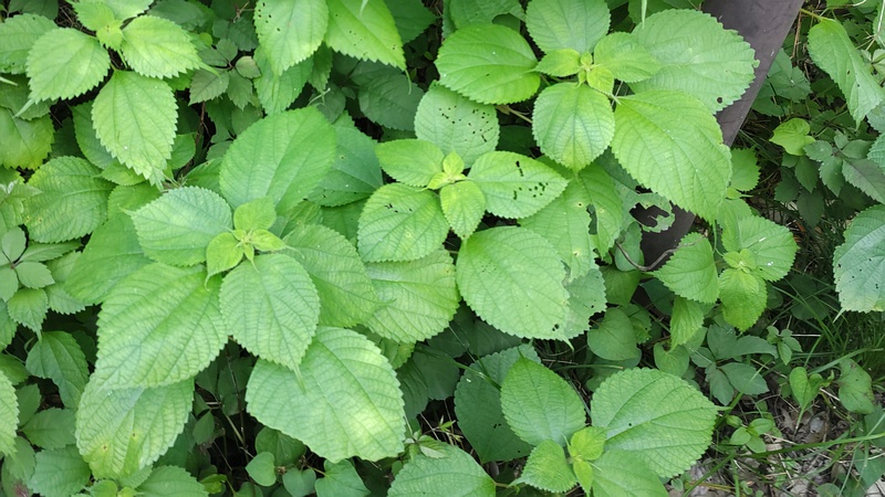 カラムシ 横浜市旭区希望が丘水の森公園