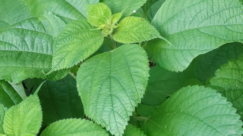 カラムシ 横浜市旭区希望が丘水の森公園