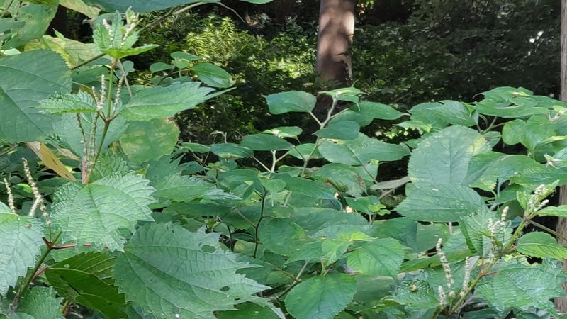 ヤブマオとカラムシ 横浜市旭区希望が丘水の森公園