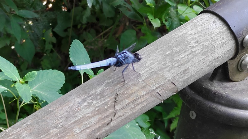 オオシオカラトンボ 横浜市旭区希望が丘水の森公園