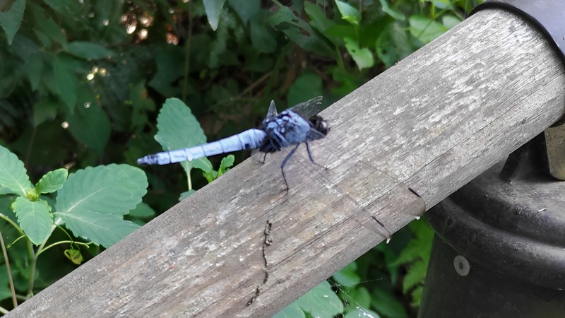 オオシオカラトンボ 横浜市旭区希望が丘水の森公園