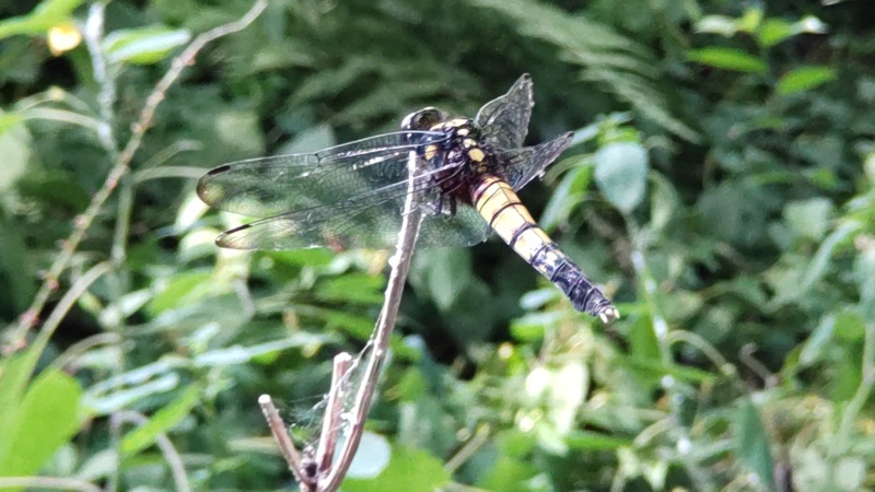 オオシオカラトンボの雌 横浜市旭区希望が丘水の森公園