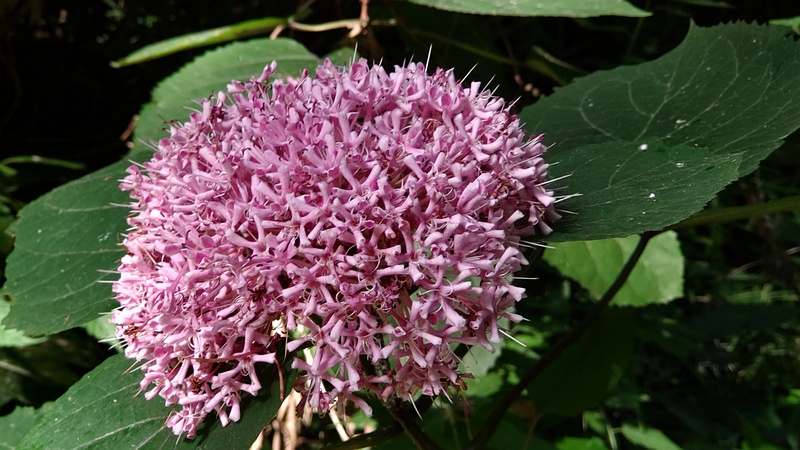 ボタンクサギ 横浜市旭区希望が丘水の森公園