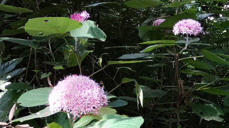 ボタンクサギ 横浜市旭区希望が丘水の森公園
