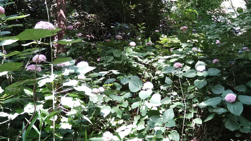 ボタンクサギ 横浜市旭区希望が丘水の森公園